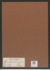 Hemiaulus sinensis Grev. (de-Toni-Nr.: Genus 117, Species 3400) Zeichnungen Sammlung Grunow Mappe 03603 (Herbarium_W_Grunow_drawings_Folder_03603)